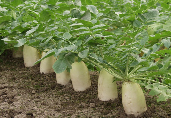 萝卜的种植方法和时间 萝卜的种植技术