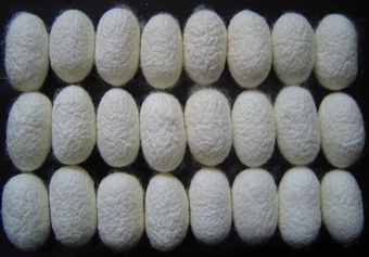 性连锁平衡致死系列雄蚕新品种的选育及其应用