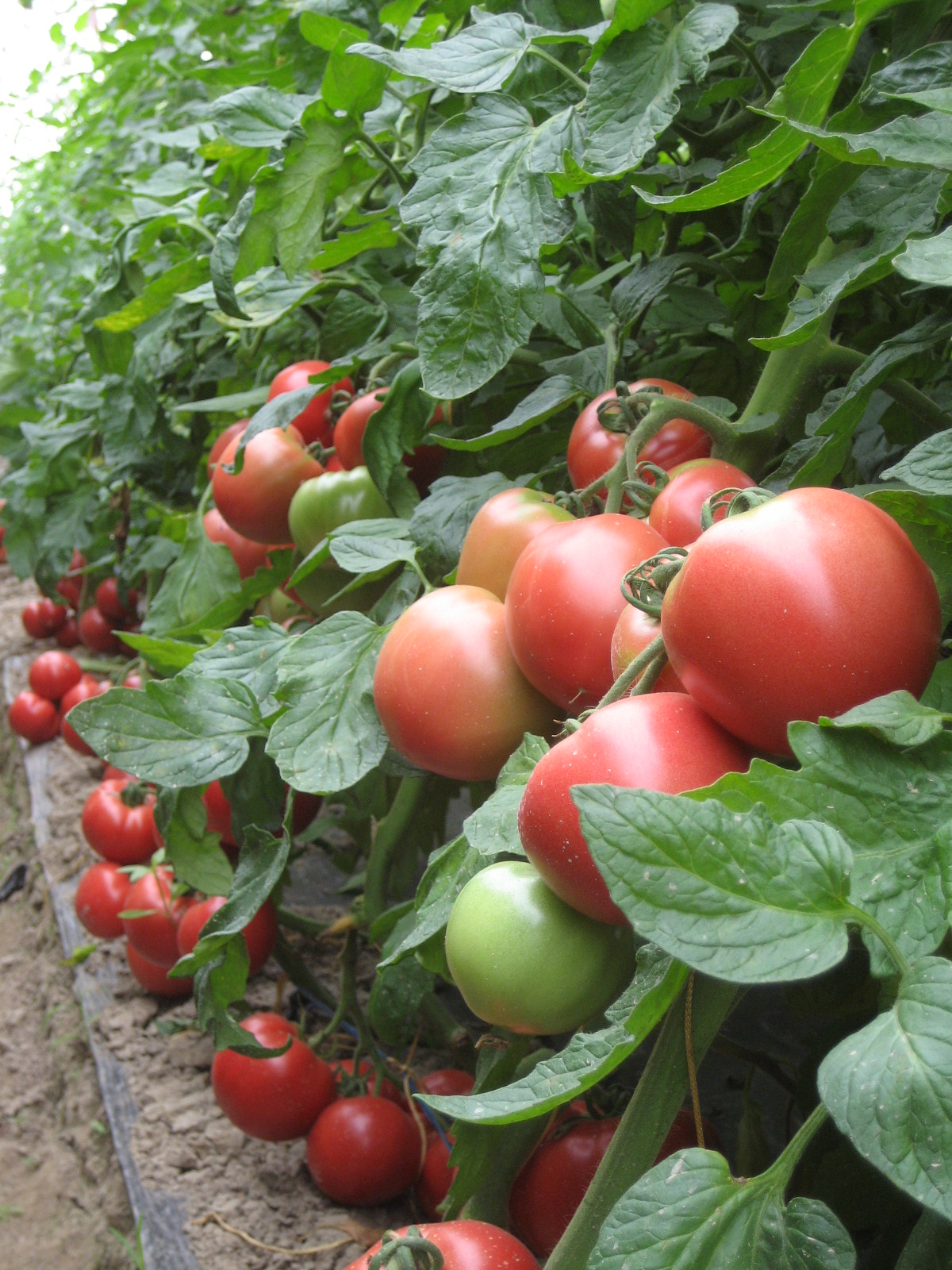 耐热抗病番茄新品种选育和关键技术创新研究与应用